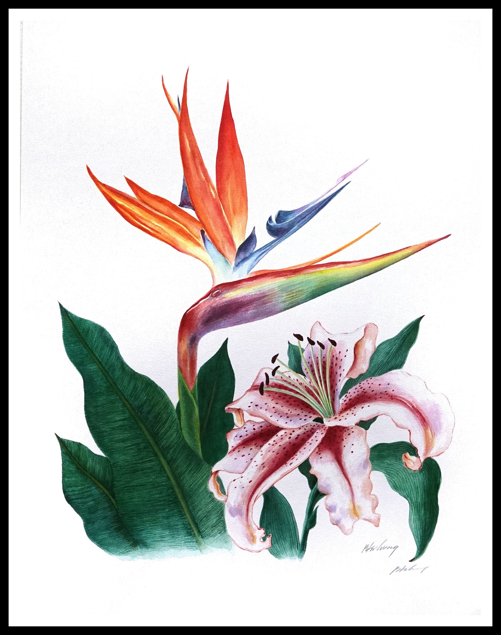 AIM 476 Bird of Paradise/Lily (S/N LIMITED EDITION)